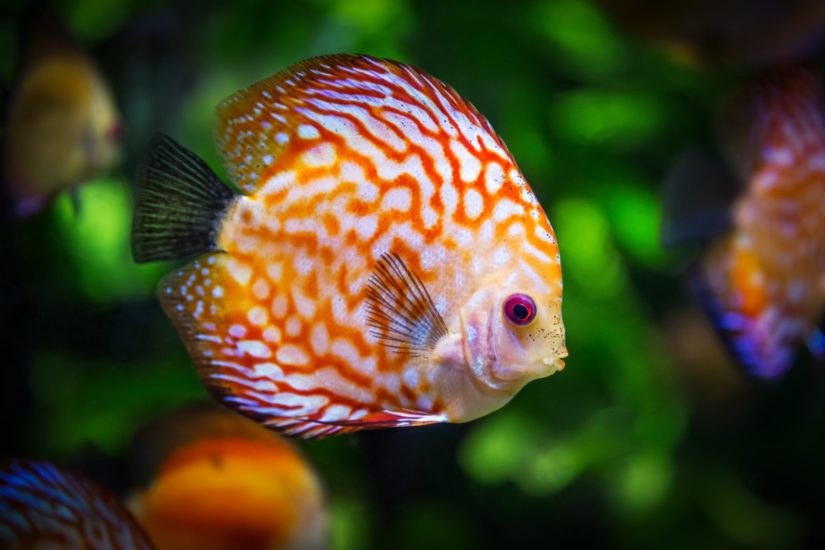 Fish Pictures & Facts