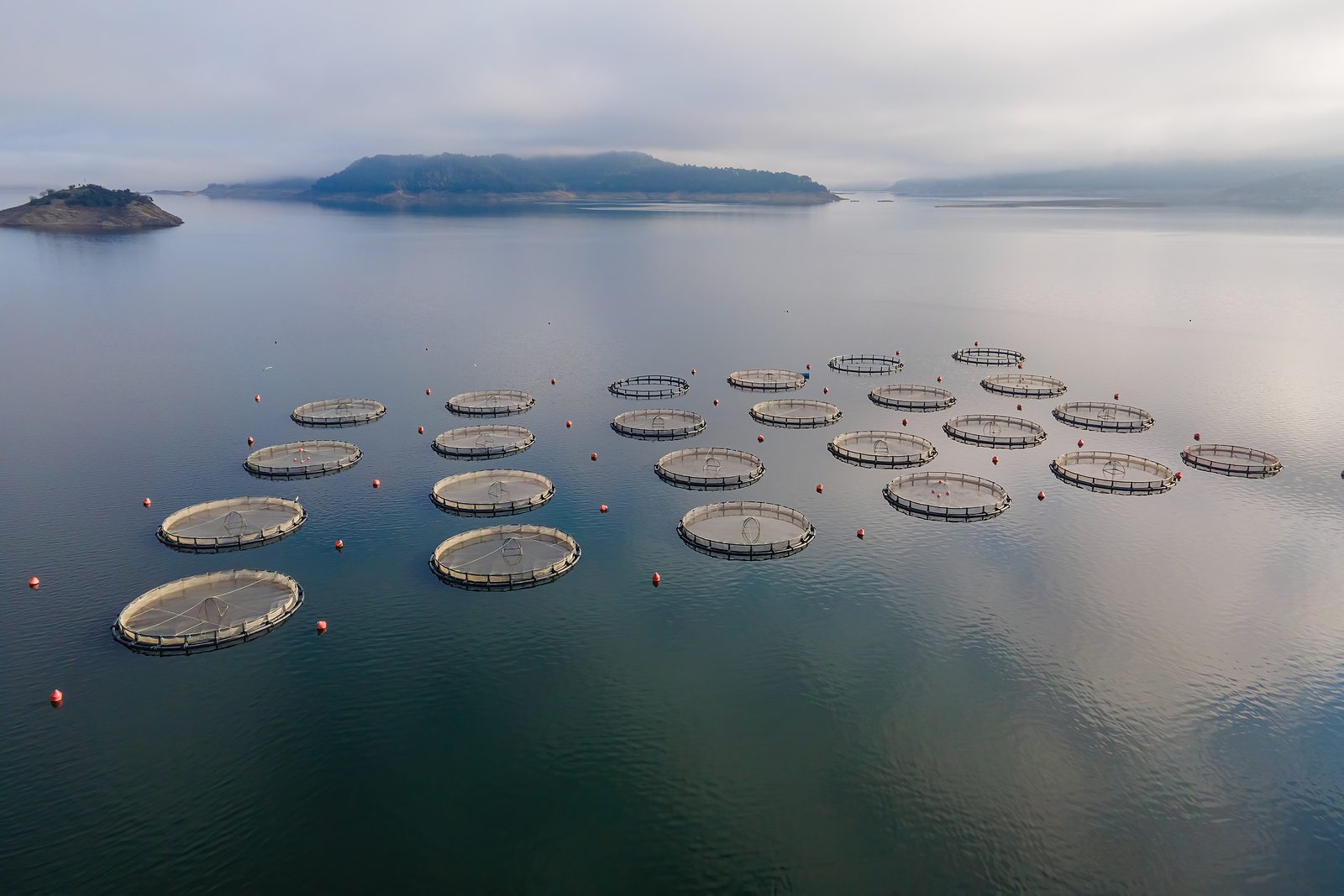 Fish farming in cages spreading out