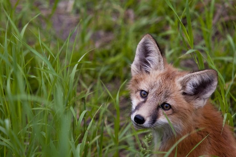 Wild fox sitting around tall grass staring back curiously