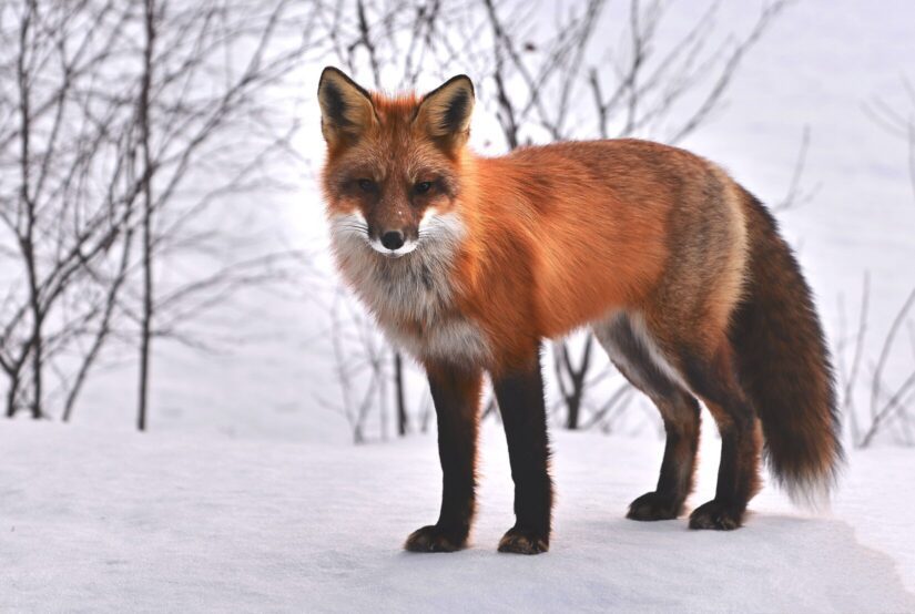 Facts about fur both wild and captive-sourced