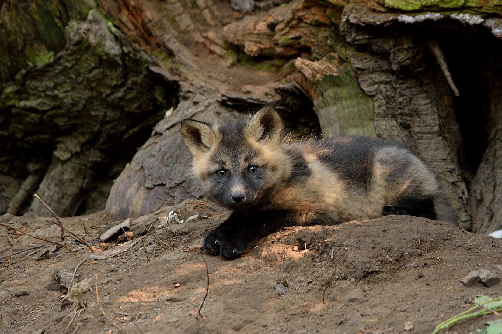 Baby fox in den