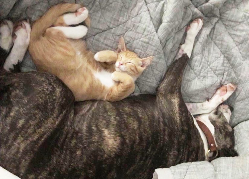 BC SPCA cat and dog cuddle