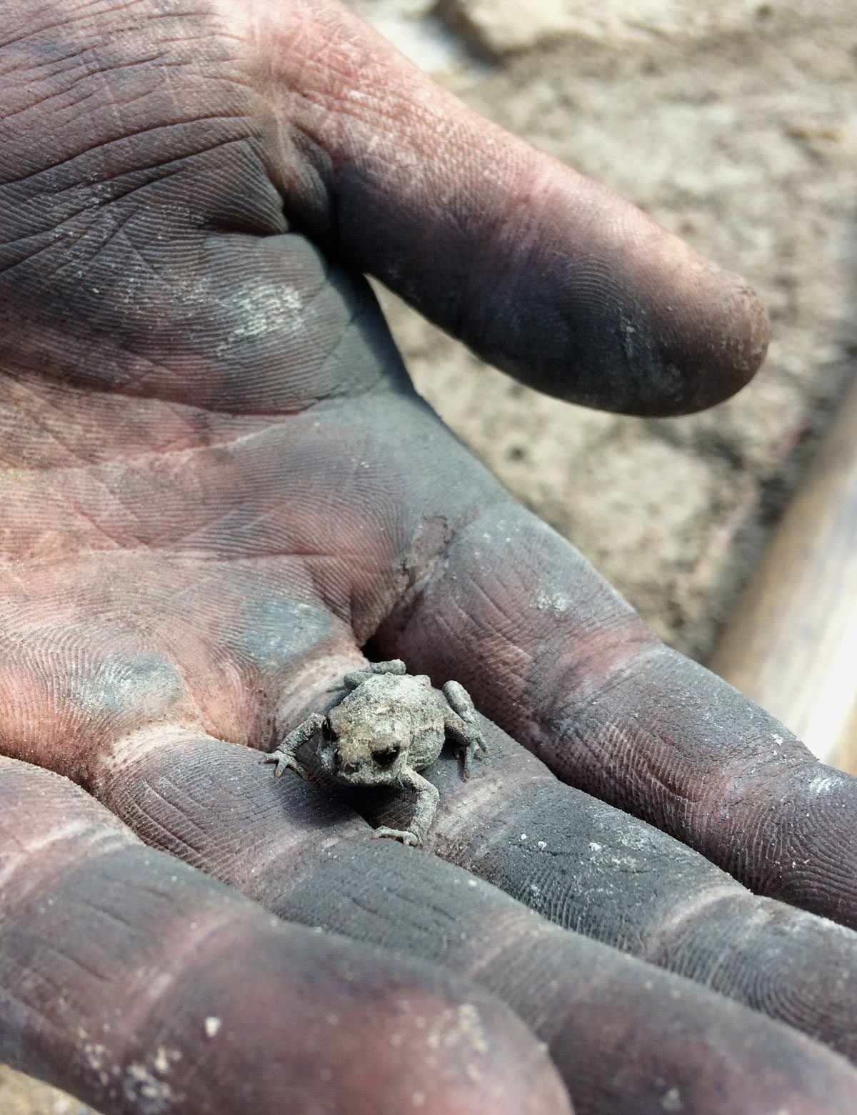 Frog covered in ash in hands of firefighters