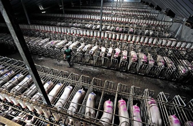 Pigs housed in gestation stalls on a conventional farm.