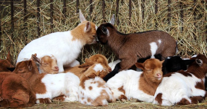 Baby goats cuddling together