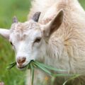 White goat in a field eating grass.