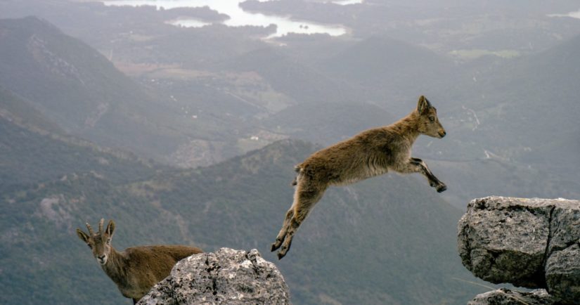 Mountain goat jumping at top of mountain