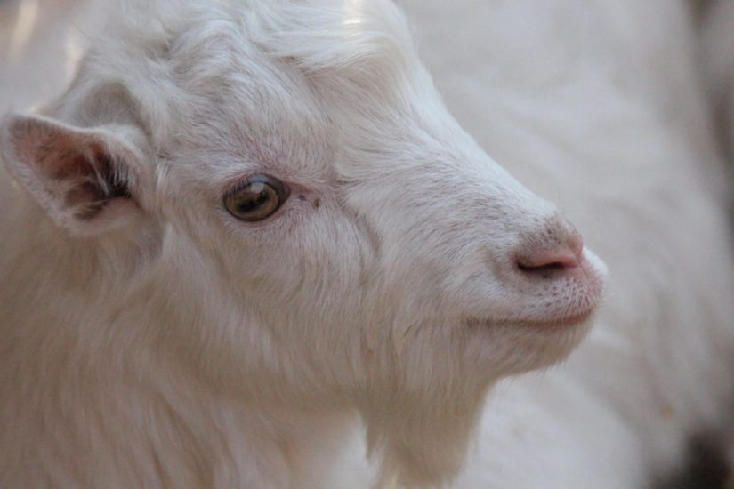 Closeup of a white goat