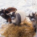 Three goats eating hay outside in the snow