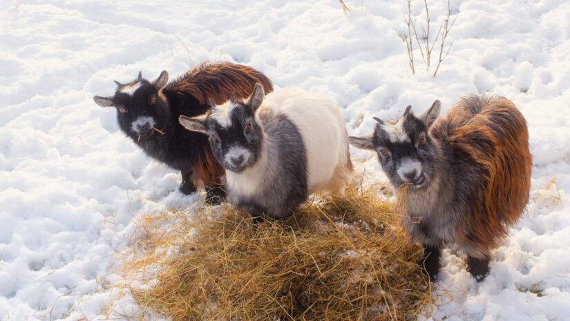 Three goats eating hay outside in the snow