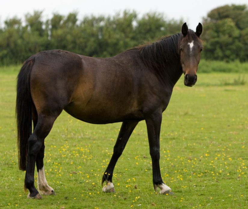 Horse in grass field