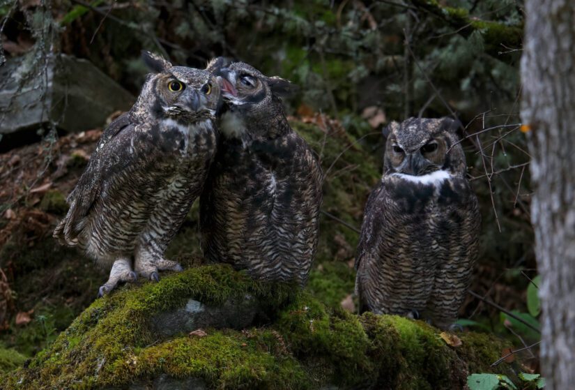 Great horned owls on mossy branch