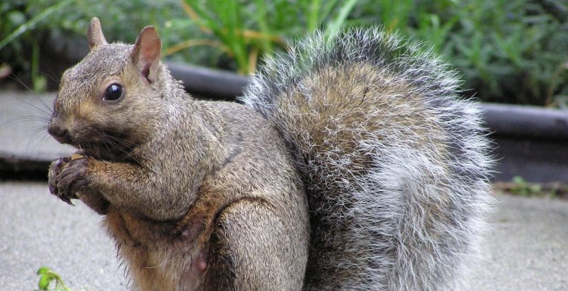 Wild gray squirrel eating a nut on pavement