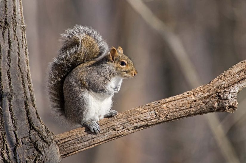 Eastern gray squirrel sitting on a branch.