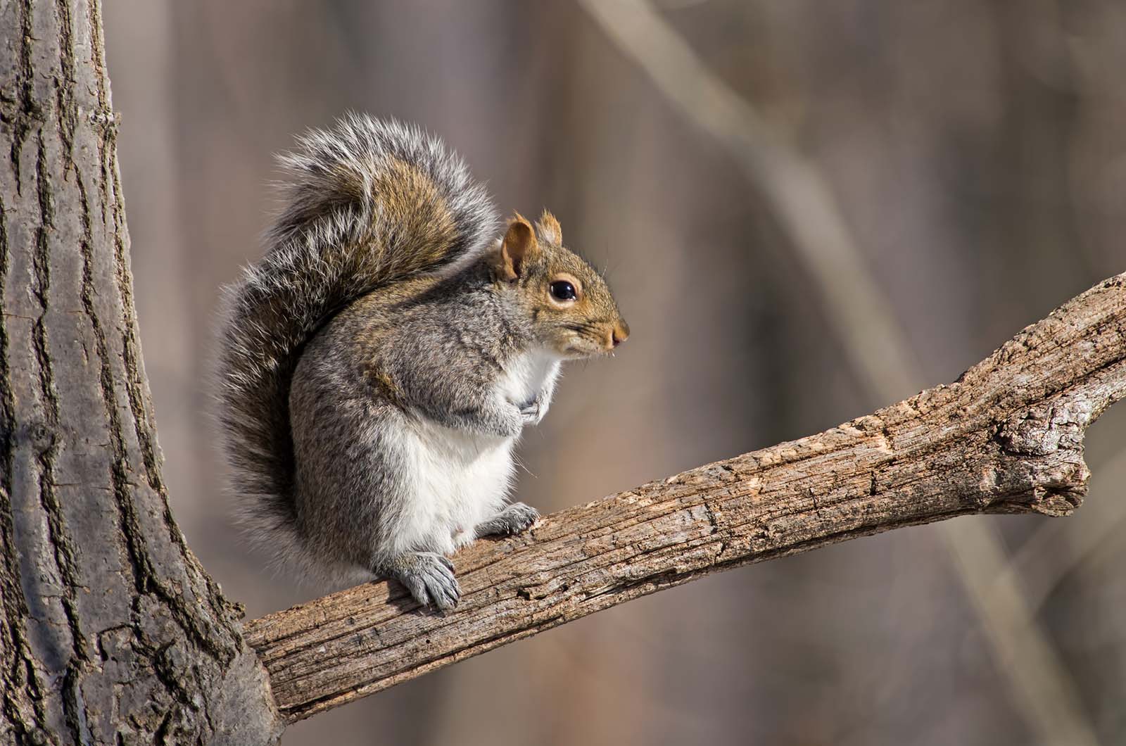 Squirrels in B.C.