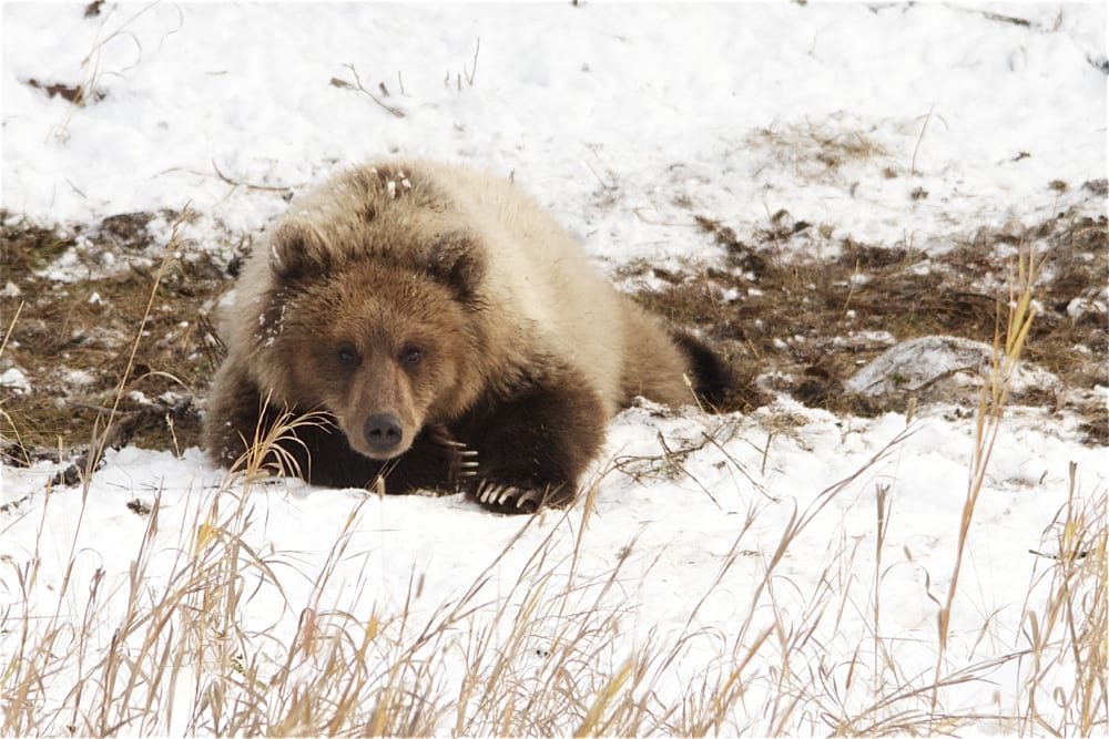 Grizzly bear laying in snow