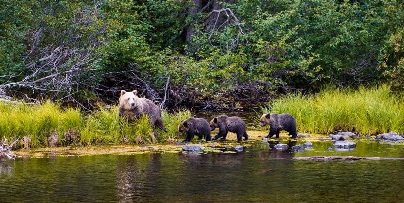 Wild grizzly bear family mother with cubs walking along the water near a forest