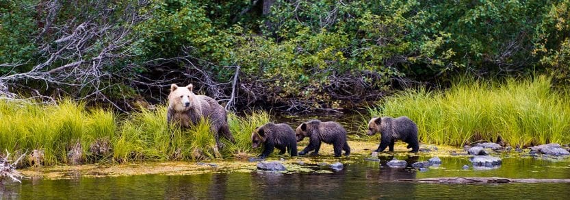 Wild grizzly bear family mother with cubs walking along the water near a forest