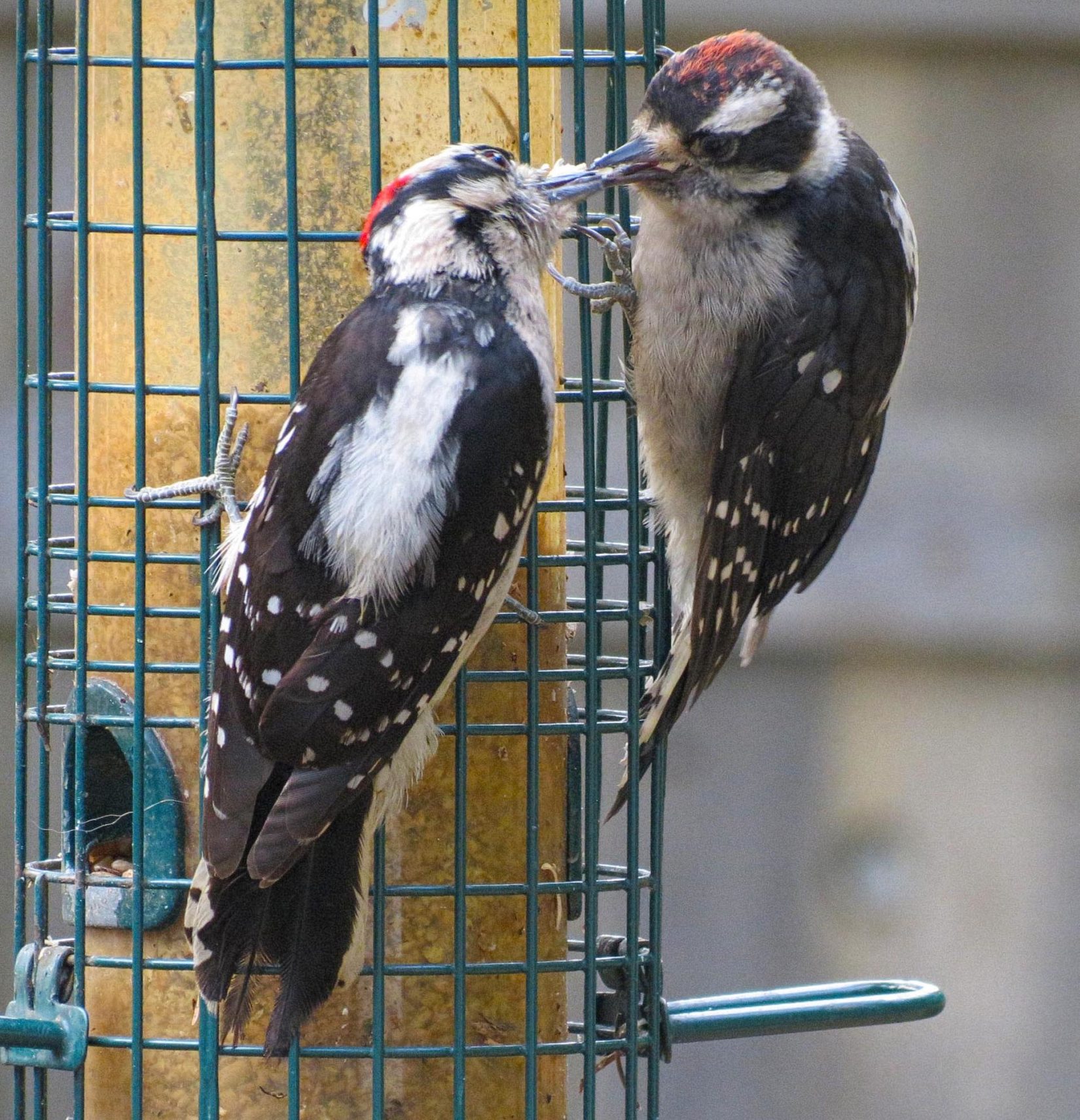 Woodpeckers at suet feeder