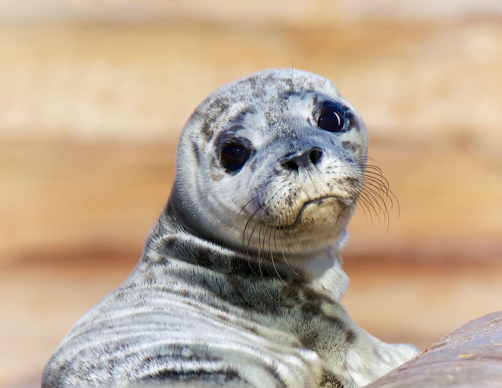 Cute wild harbour seal pup looking back