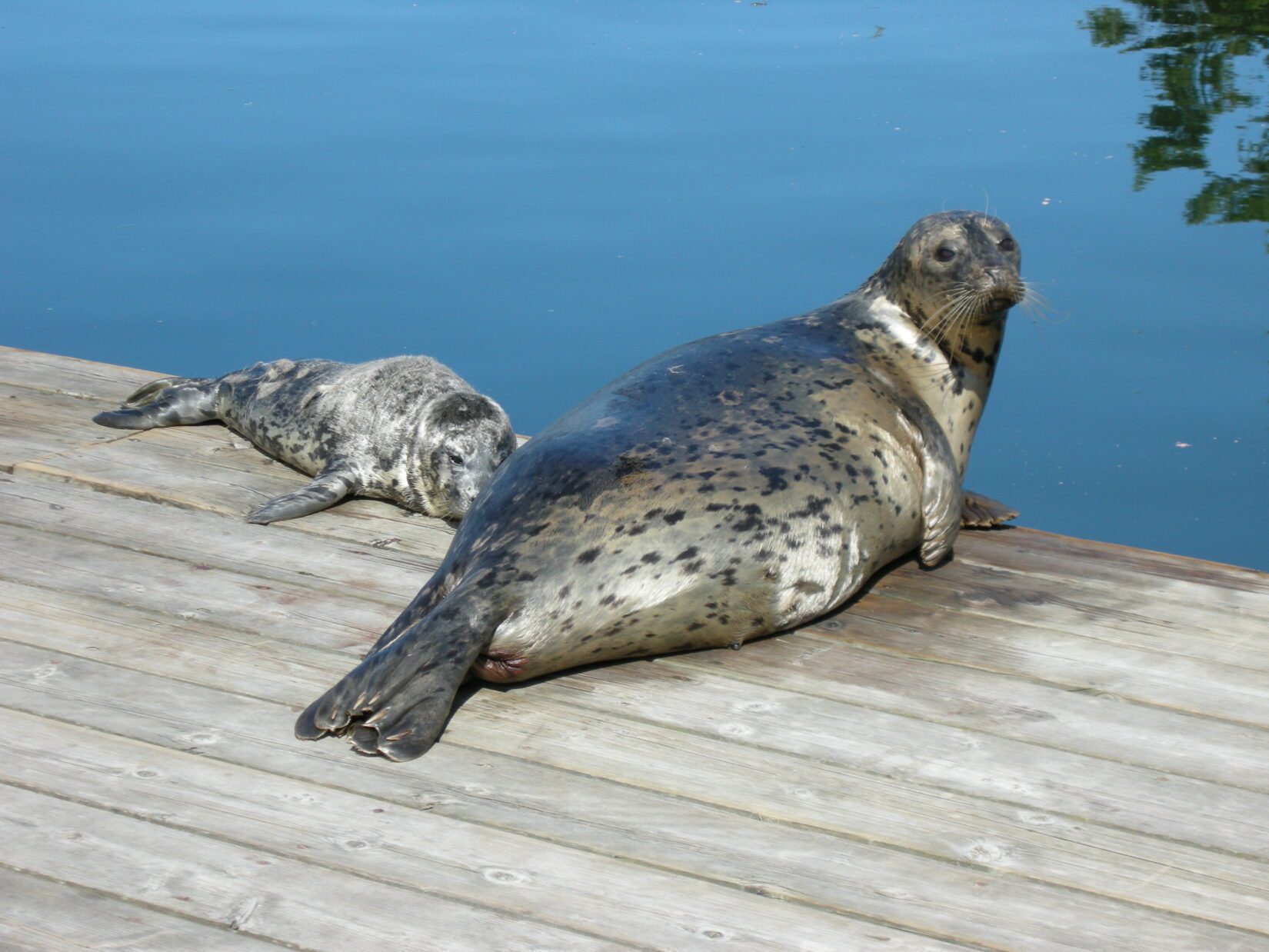 Harbour seal pup with mom on dock