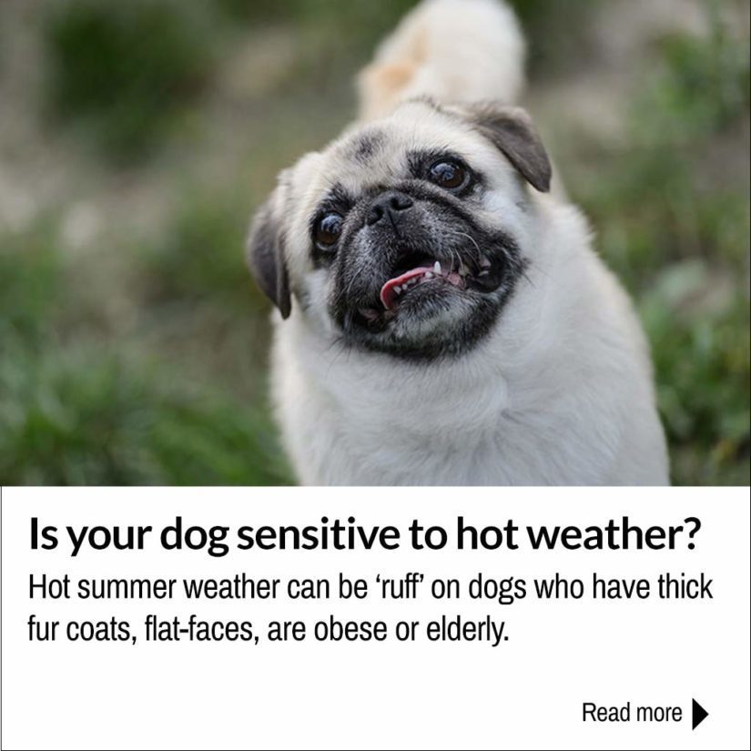 Learn more about heat sensitive dogs