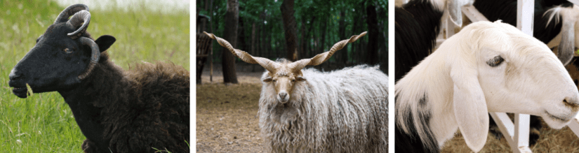 From left to right, photo of a Hebridean sheep, Racka sheep and Najdi sheep.