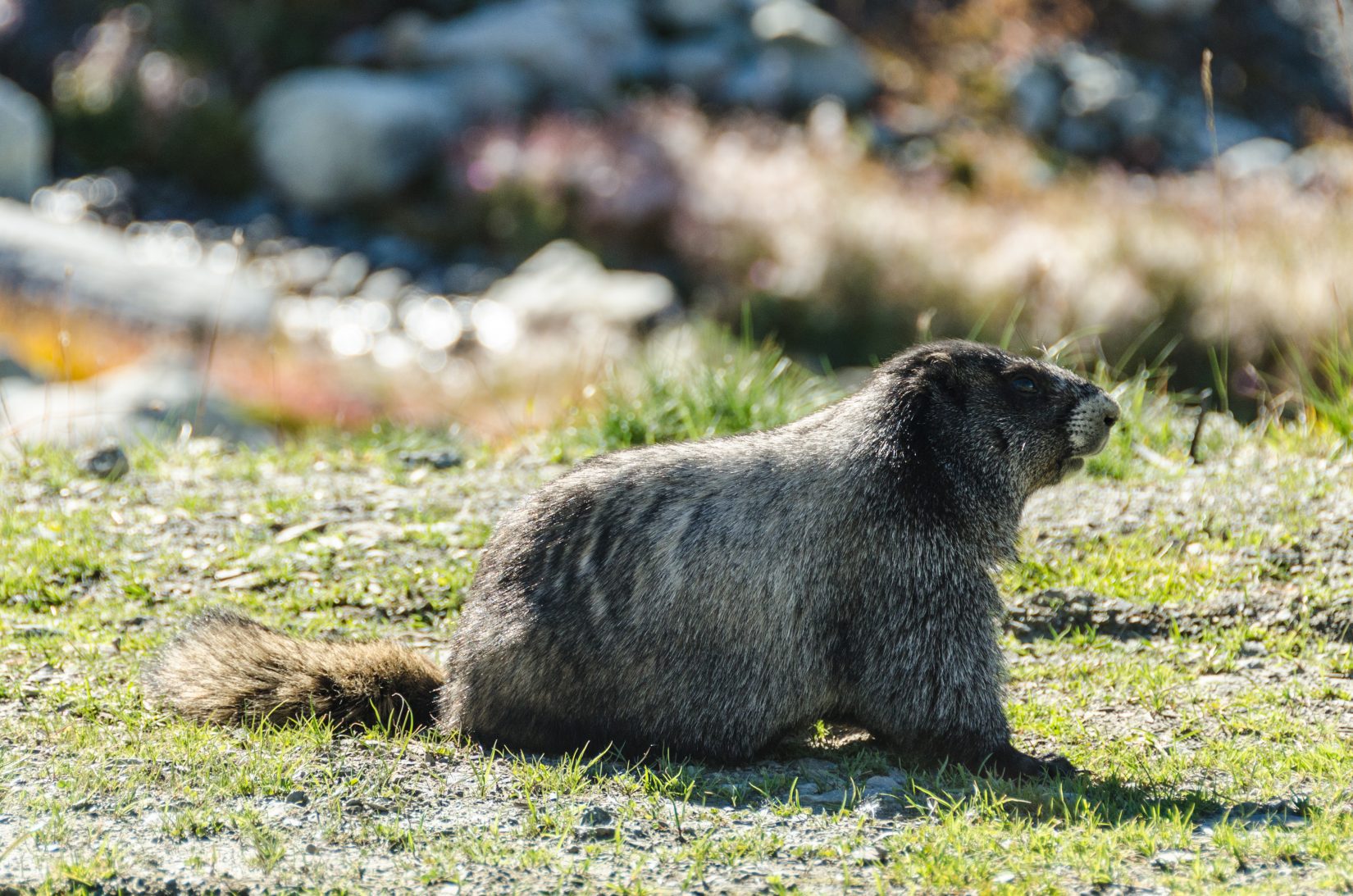 Hoary marmot on rocky grass