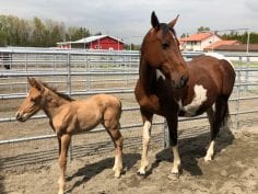 Sweat Pea Horse and her Foal