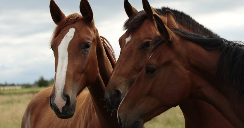 Three horses outside on pasture