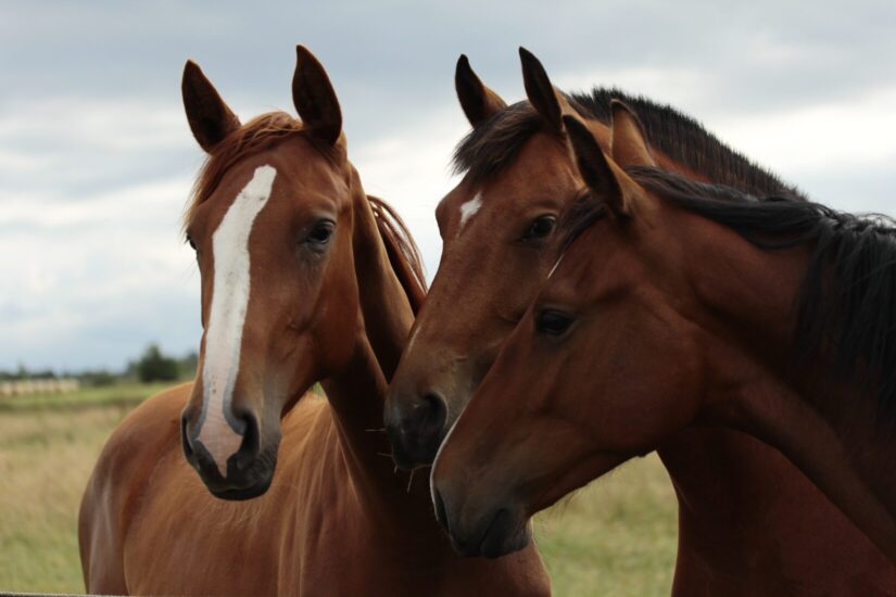 Raising and handling horses in Canada Raising and handling horses in Canada