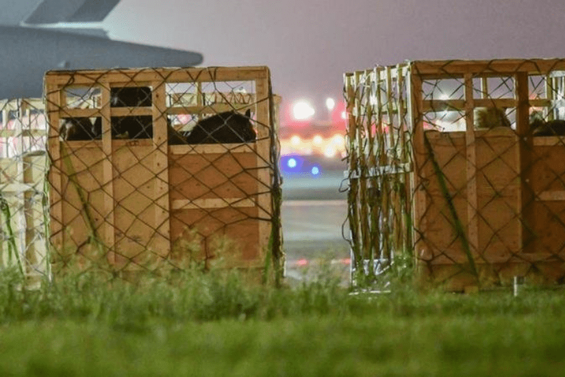 ban the export of live horses for slaughter - horses in crates wait to be loaded on planes