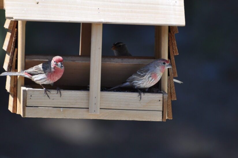 Finches on bird feeder