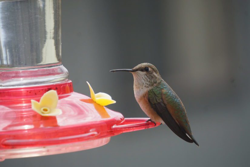 Rufous hummingbird sitting at feeder