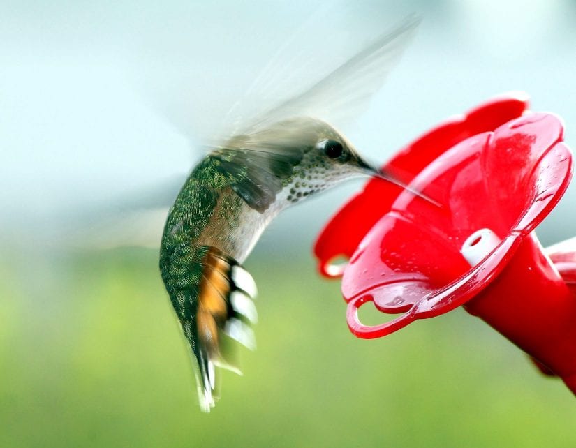 Hummingbird at feeder