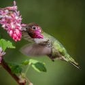 Wild hummingbird with pretty pink and green colours feeding from a pink flower