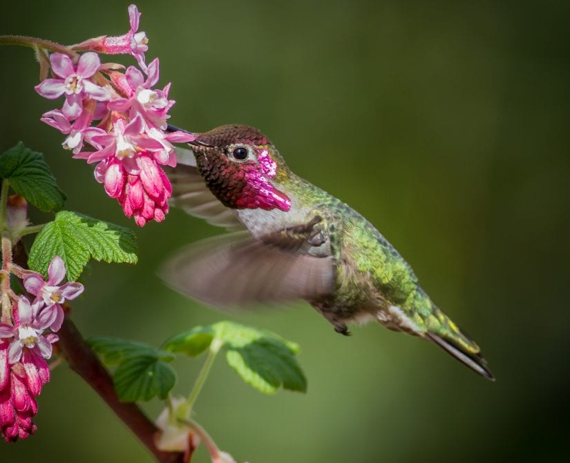 Wild hummingbird with pretty pink and green colours feeding from a pink flower