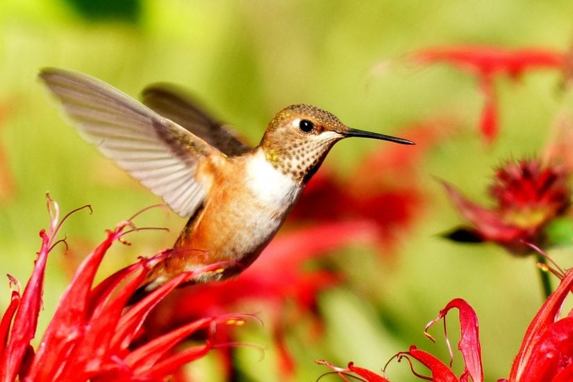 Wild hummingbird flying around red flowers