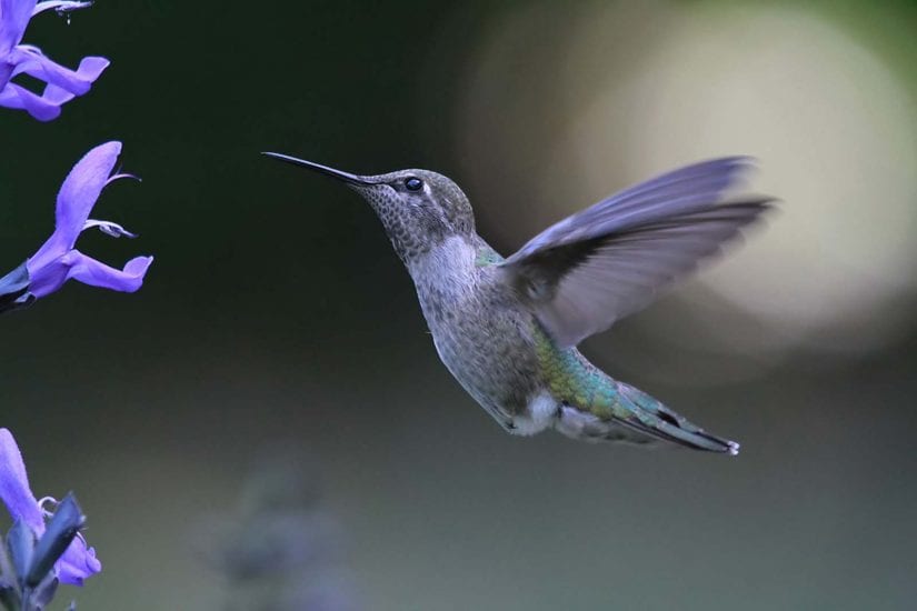 Wild purple hummingbird flying towards purple flowers