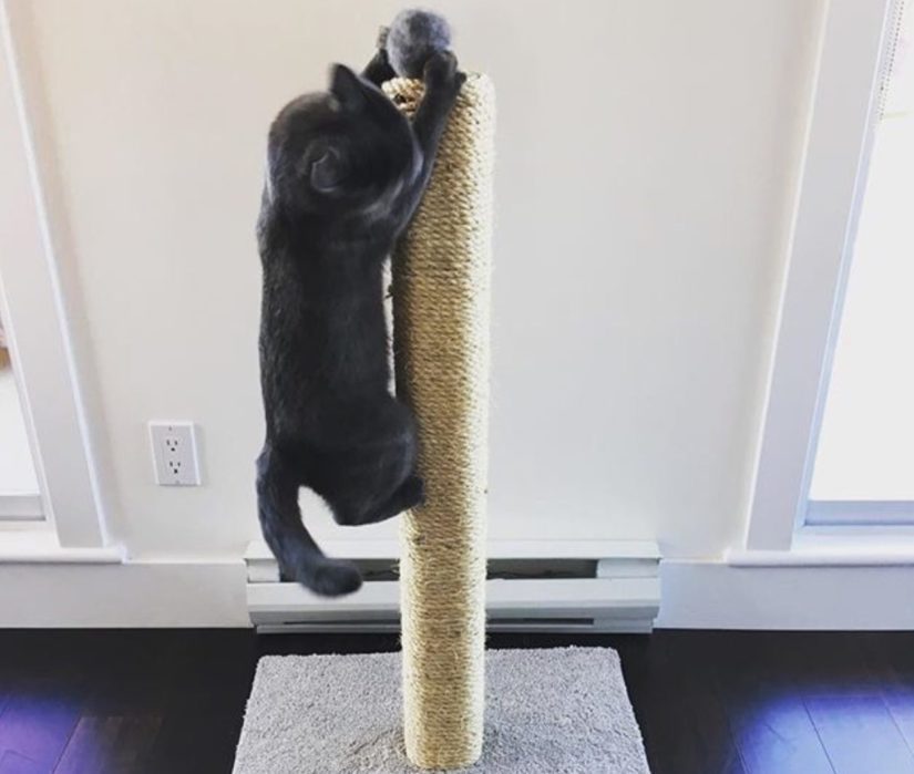 Quinn playing with her new scratching post