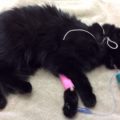 Galaxy, a black cat brought into the SPCA's Shuswap Branch, is under sedation.