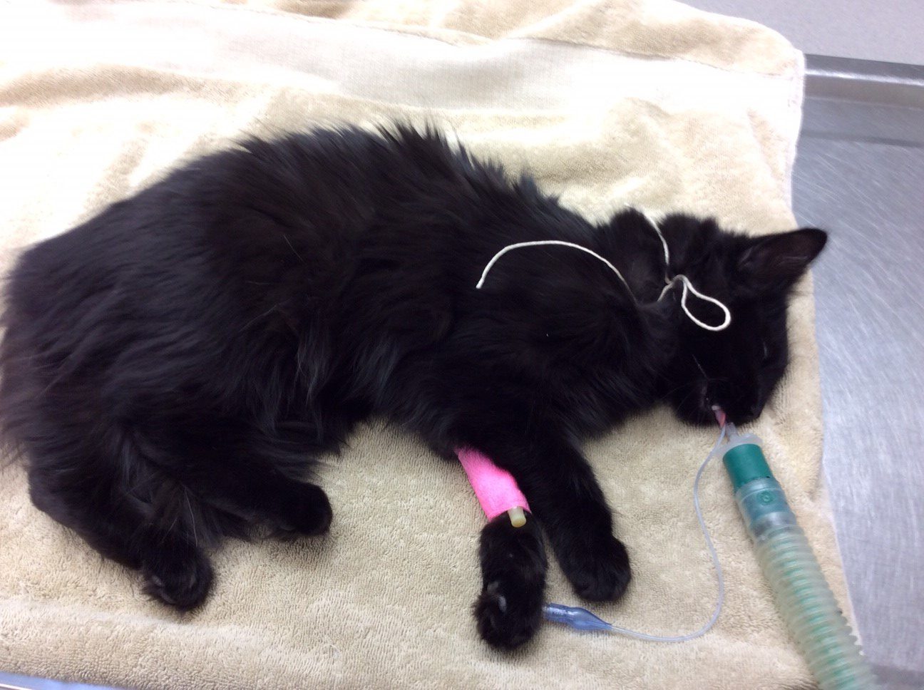 Galaxy, a black cat brought into the SPCA's Shuswap Branch, is under sedation. 