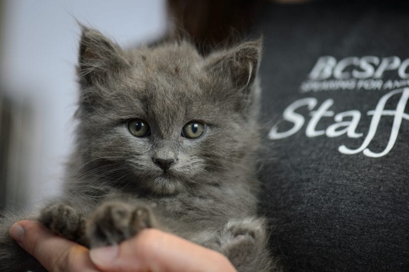 grey kitten being held