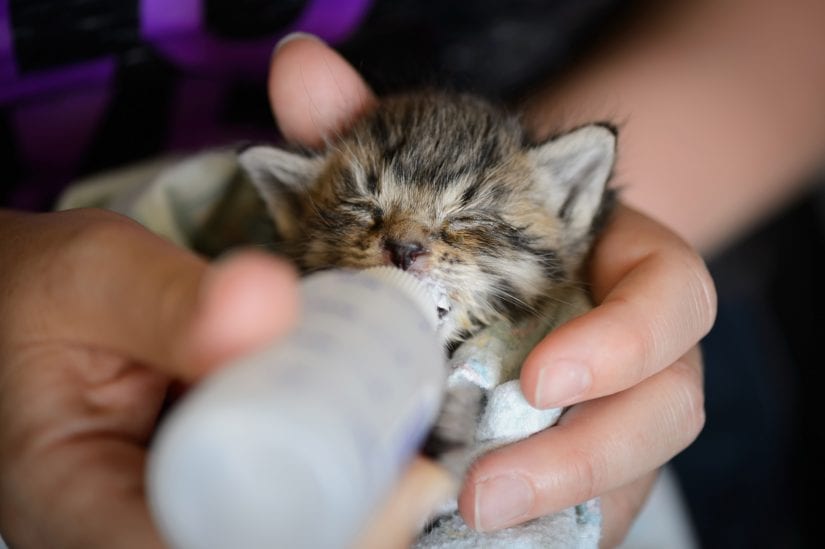kitten with bottle