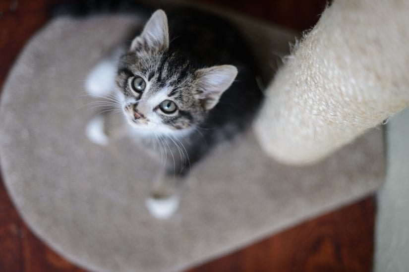 kitten looking up from cat tree