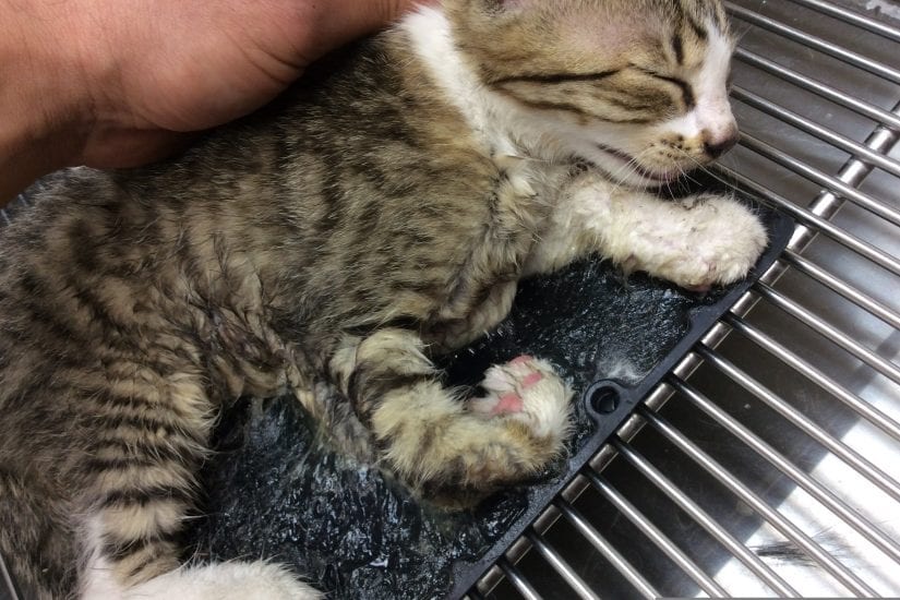 Lola the kitten was found stuck to a glue board in West Kelowna and, luckily, was saved. Photos courtesy of Rose Valley Veterinary Hospital.