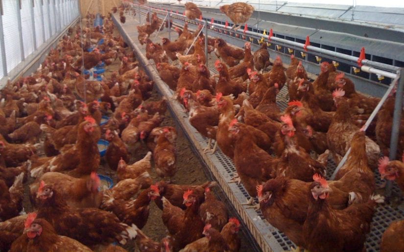 Free-range chickens may have it better but what makes a hen's life