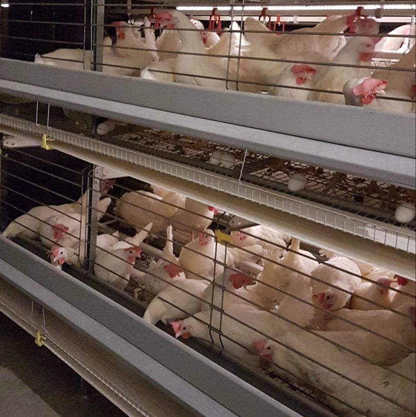 Think You Know 'Free-Range' and 'Cage Free' Chicken? Think Again. - One  Green Planet