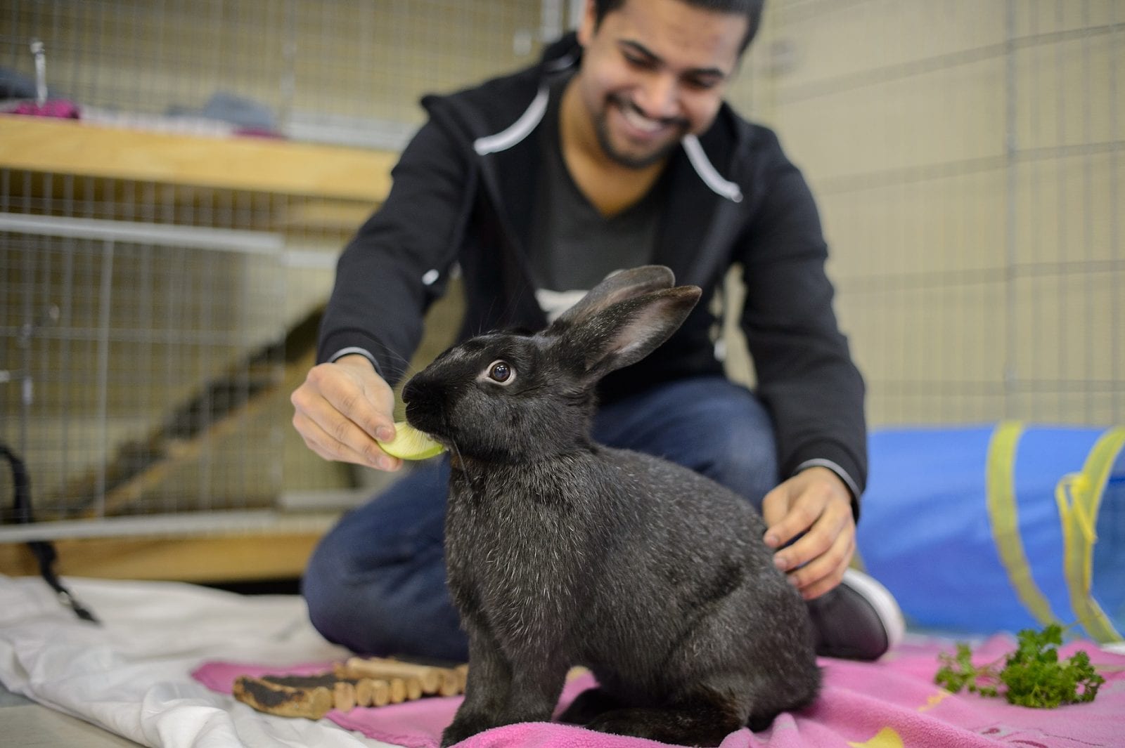 12 Things to know before adopting a rabbit - BC SPCA