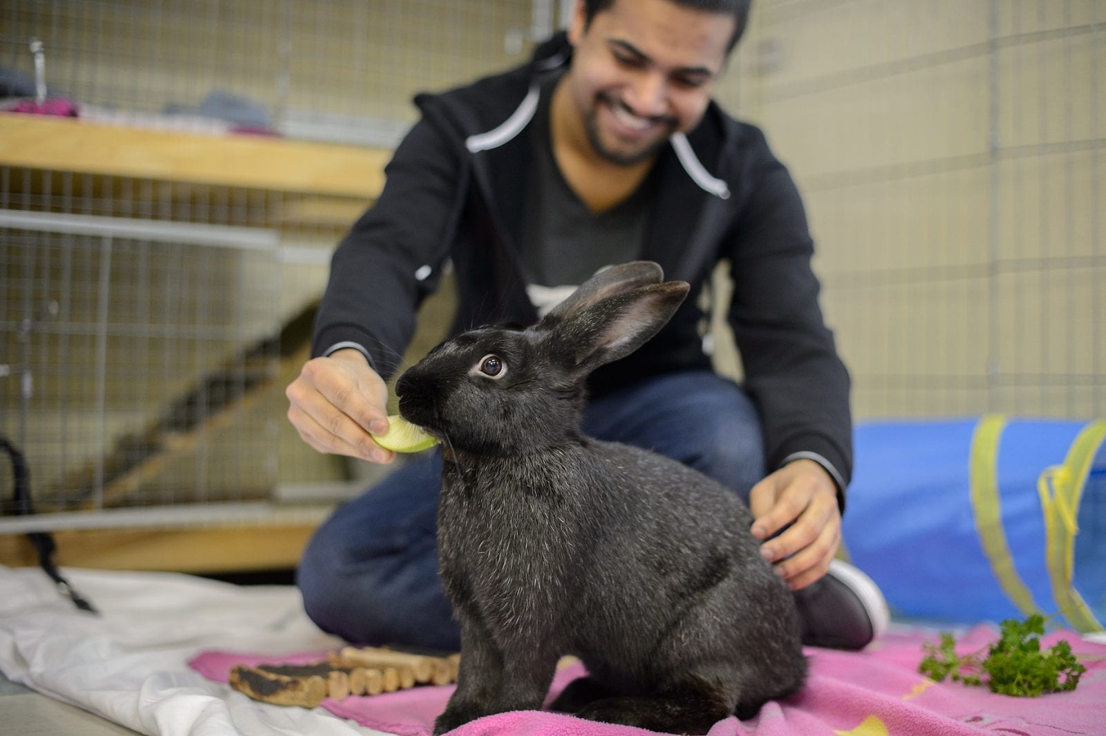 are bunnies good with dogs